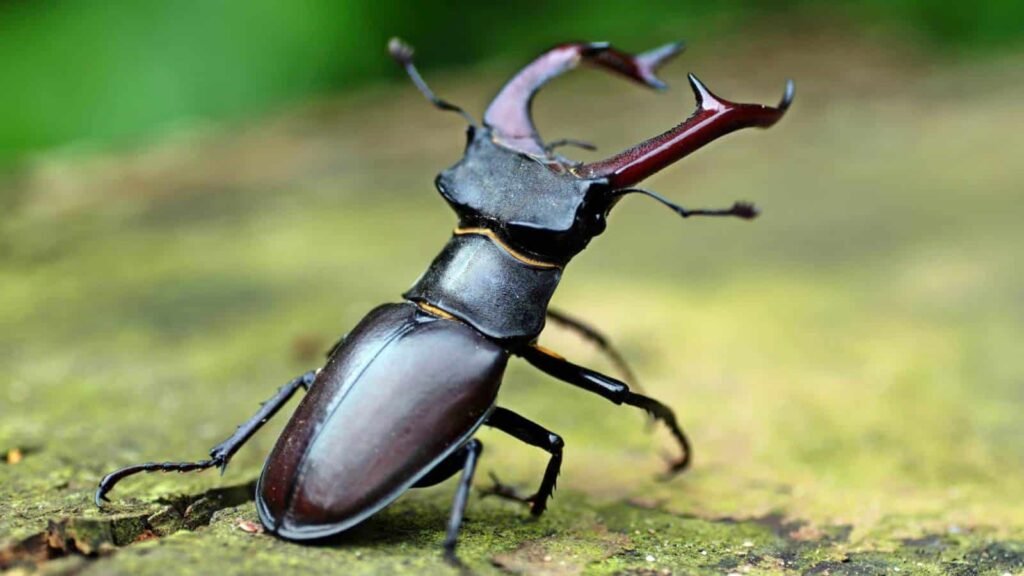 Stag Beetle