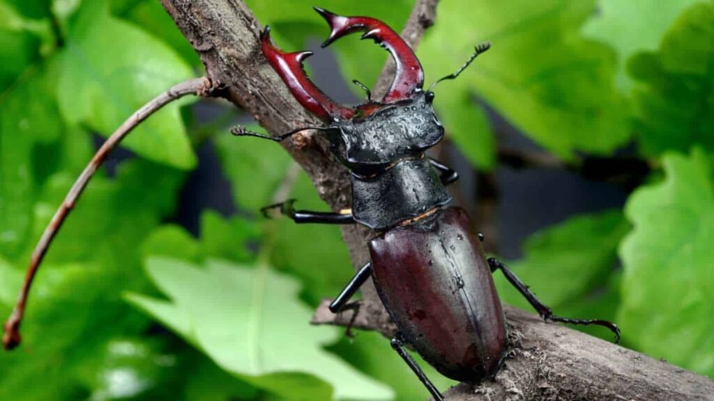 Stag Beetle