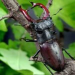 Stag Beetle