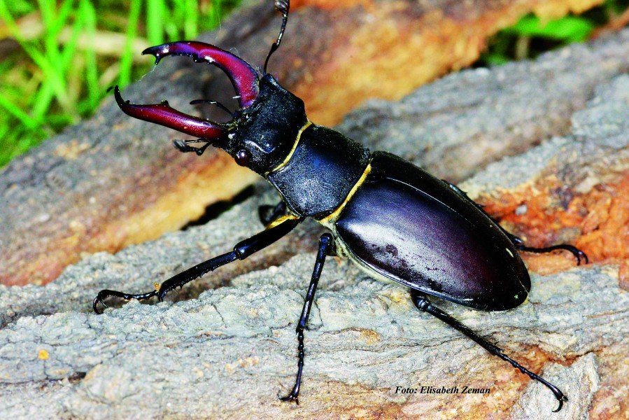 Stag Beetle